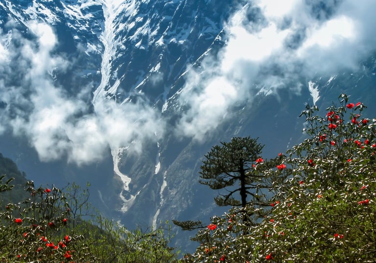 LACHUNG HOMESTAY