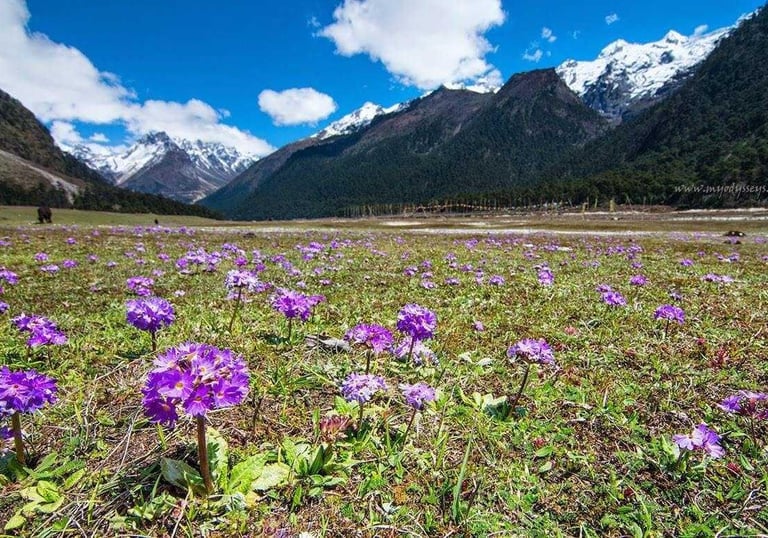 LACHUNG HOMESTAY