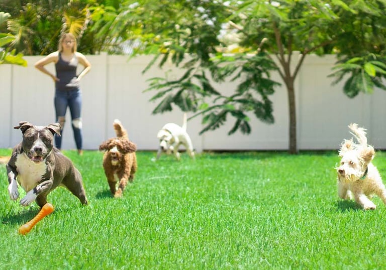 DOGGIEbackpackers dog boarding and sitting in Inner North Brisbane