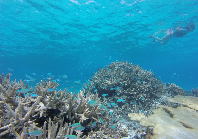 A person snorkeling over a vibrant coral reef with schools of blue tropical fish in clear ocean water.