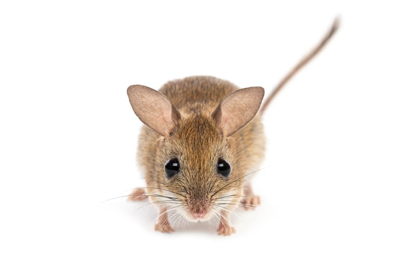 Mouse presence in Holbeach homes and properties. 