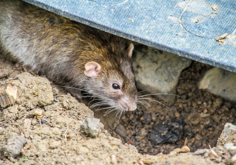 Rat problems in Holbeach
