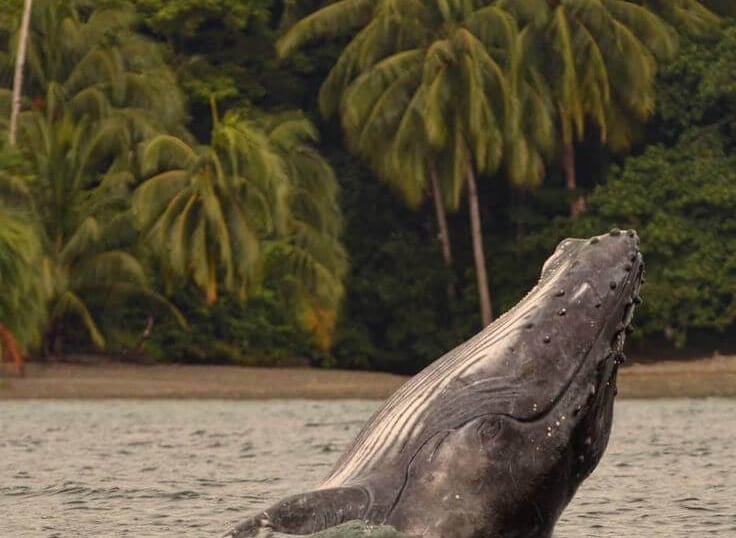 A humpback whale breaching near a tropical coastline with lush palm trees in the background.