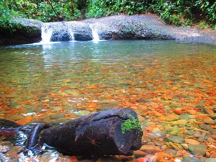 A small jungle waterfall flows into a clear natural pool with a rocky riverbed and a mossy log.