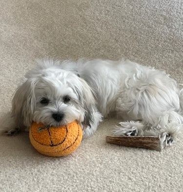 1 year old white MalShi puppy with head laying on orange mini basketball in Humble, Texas 