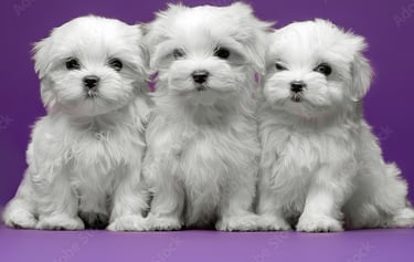 3 white Maltese puppies sitting in a row on flooor in Houston, Texas