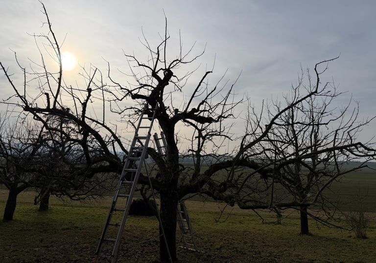 Obstbaumschnitt Oberursel