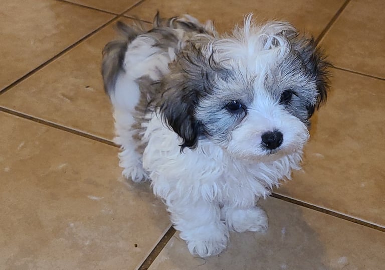 Maltese x Shih-Tzu Puppy standing on ceramic floor