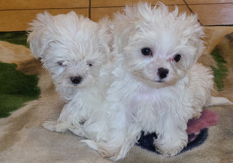 Two white Maltese puppies on Floor in Texas