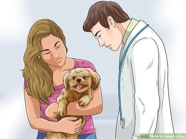 Mal-Shi Puppy Vet Visit