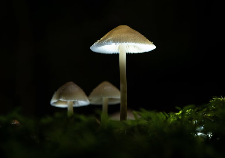 Photo macro d'un groupe de champignons lumineux sur de la mousse