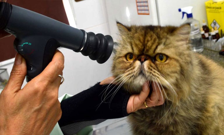 um gato sendo gentilmente segurado enquanto é examinado