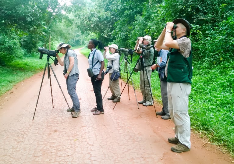 forest-birding