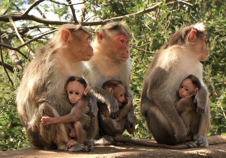 Monkey family in Berijam Lake