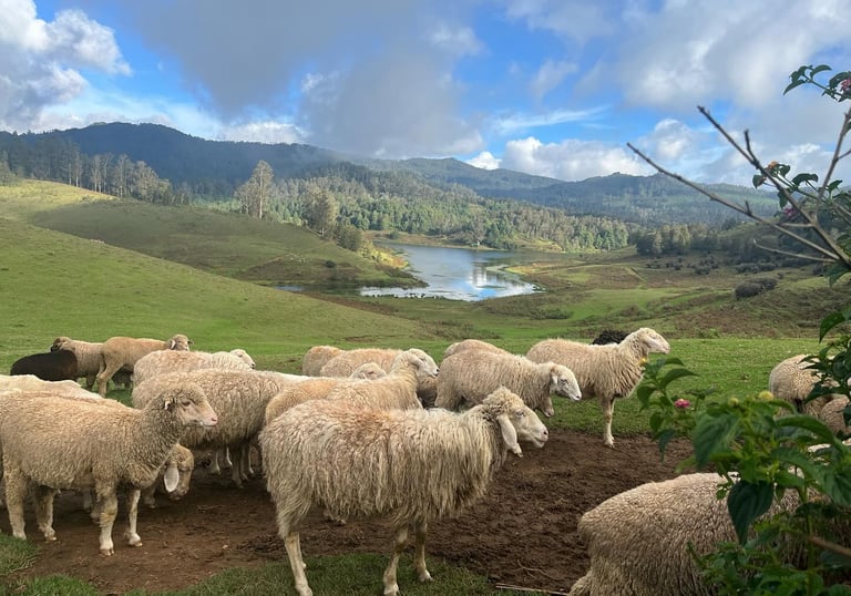 Sheeps Gracing at Mannavanur Sheep Farm
