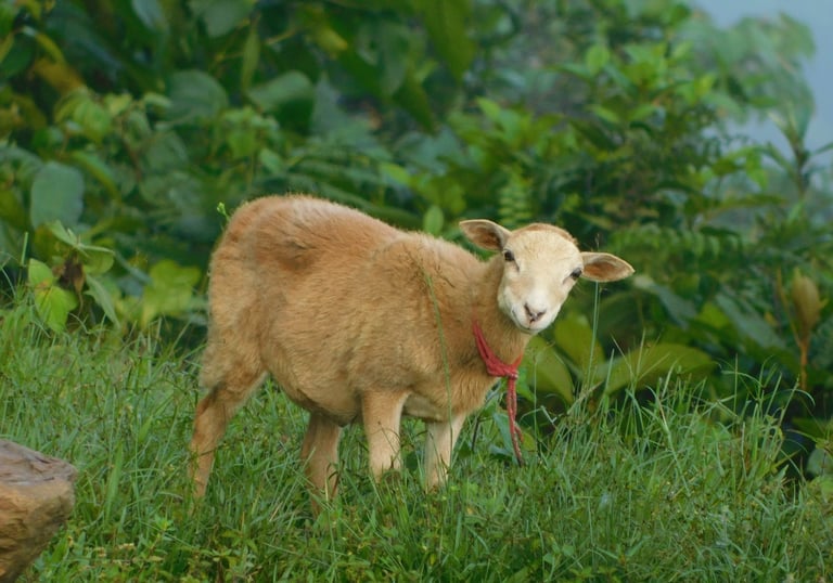 Vida silvestre y ganaderia en la Sierr Nevada de Santa Marta