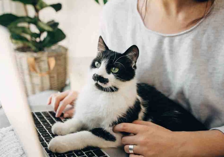 cani gatti crocchette reico Francesca Morelli cibo umido cani gatti cibo cani cibo gatti umido reico