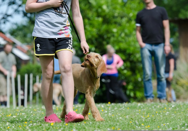 Hunde im Gruppentraining