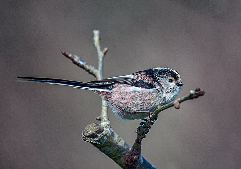 "Long-tailed Tit" by Mike Kelly