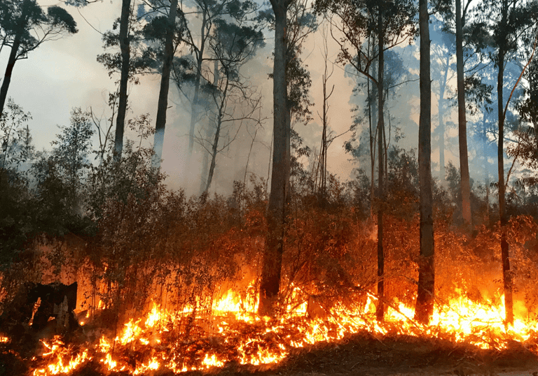 Australian bushfires and the impact they have on honey production