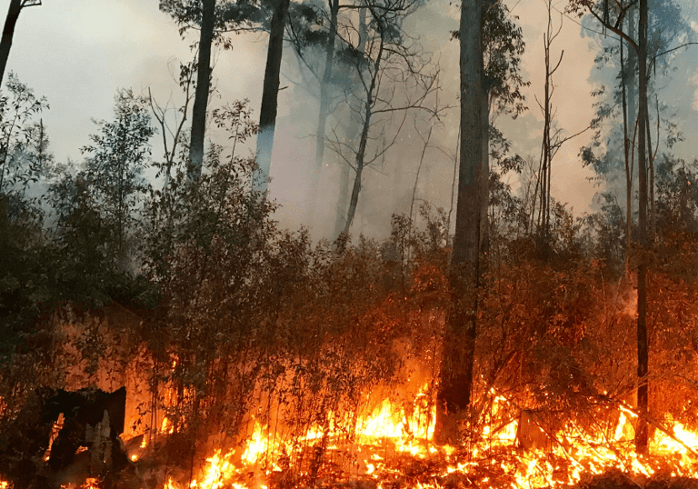 Australian bushfires and the impact they have on honey production