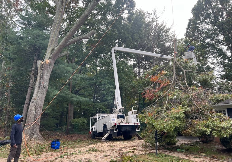 men cutting trees in a bucket truck and lowering limbs with a rope