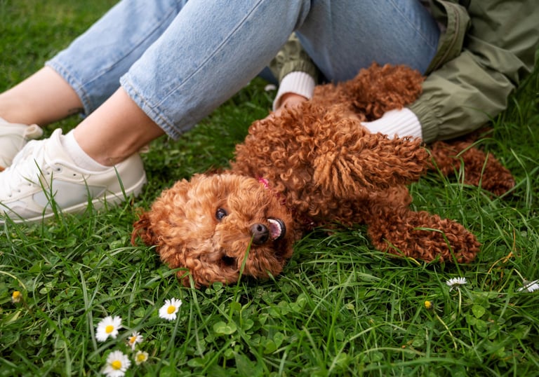 a person sitting on the grass with a dog