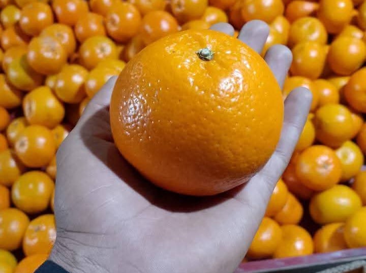 Fast Global Consultants Exports Pakistani Kinnow Mandarins
