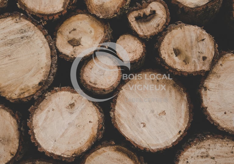vue de face de troncs 