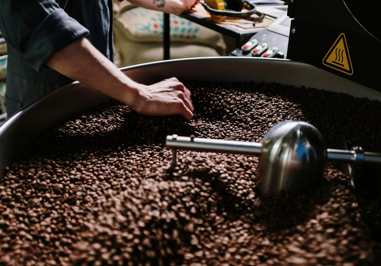 Skrudintojas rankomis tikrina šviežias kavos pupeles aušinimo padėkle.