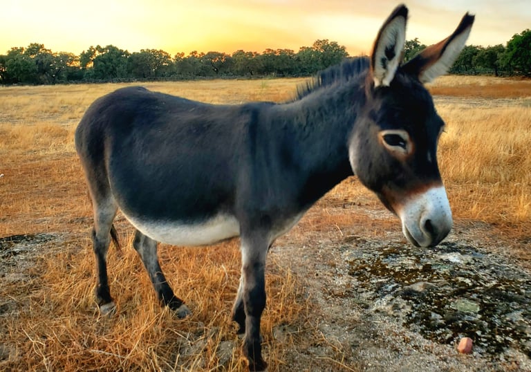 Gros plan sur un âne miniature