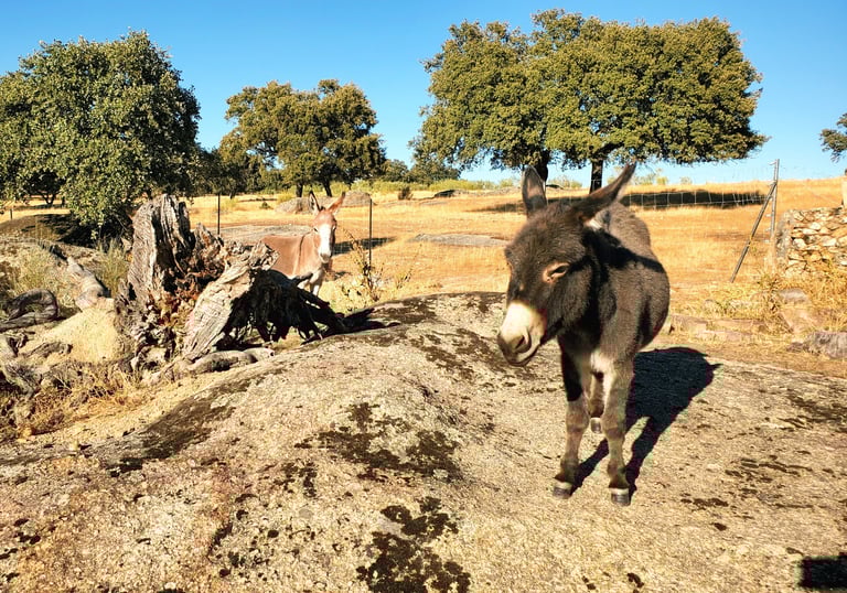 Âne miniature sur un rocher