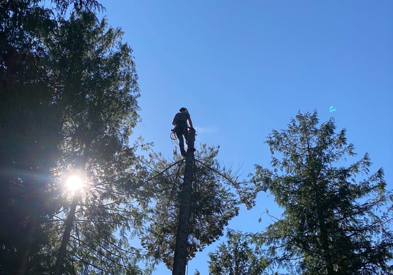Revelstoke Tree Services