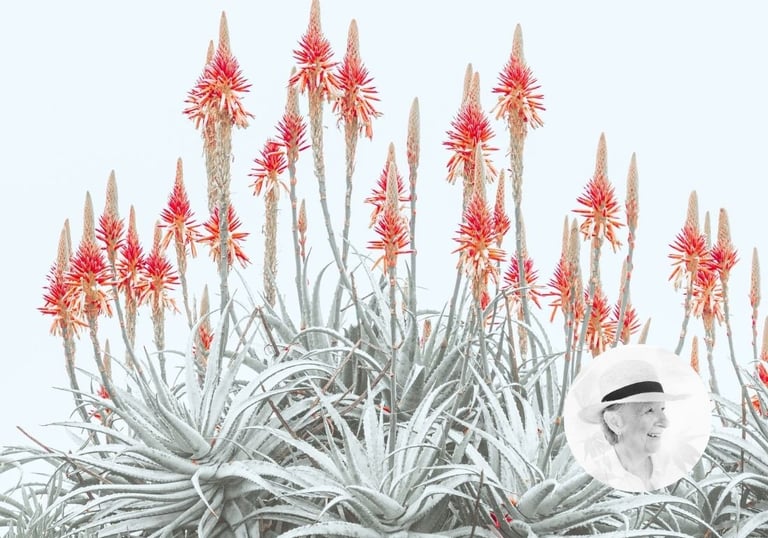 Bright aloe blooms with pale leaves by Freda Hocking, artist portrait inset in corner.