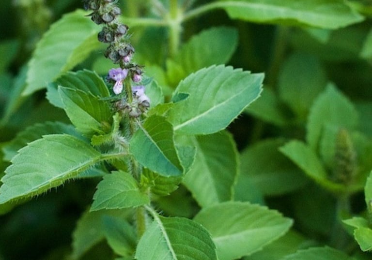 UNANI MEDICINE