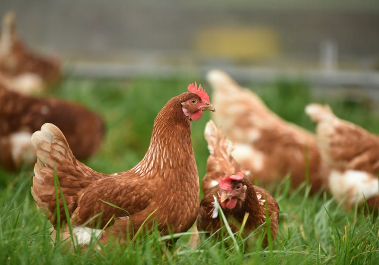 chickens grazing in pasture