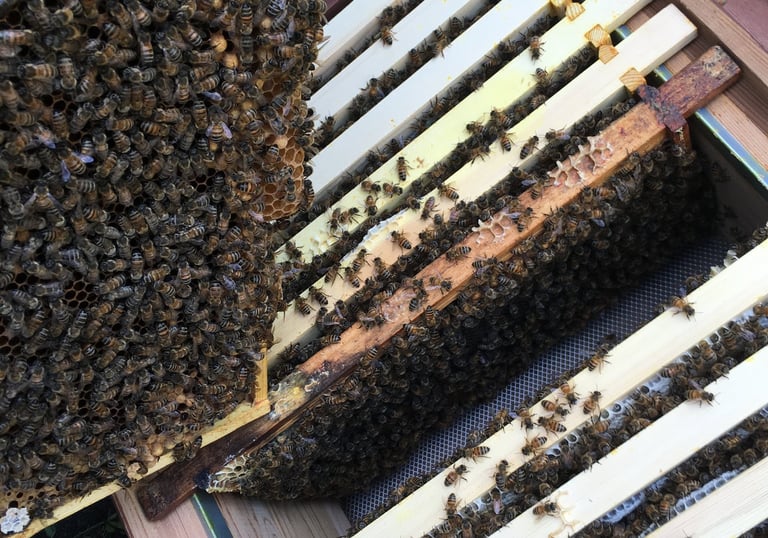beehive full of bees with a frame being taken out