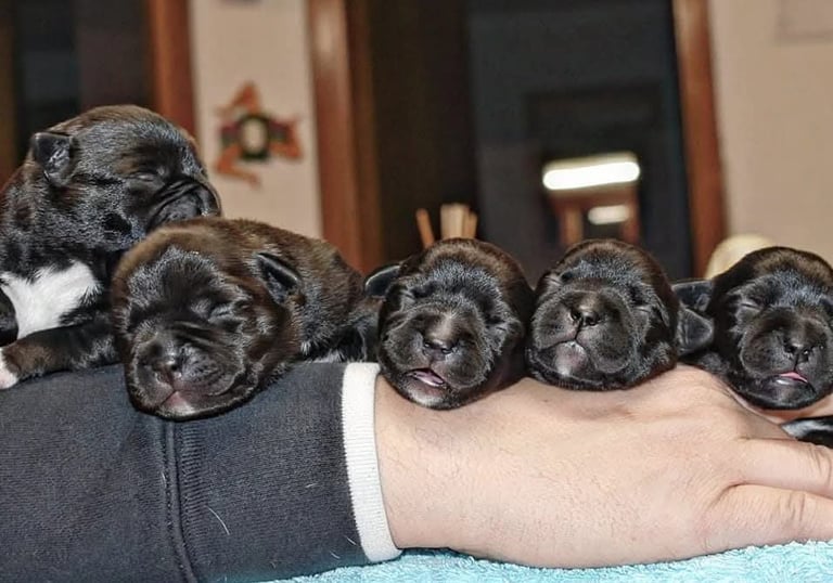 cuccioli grecalestaffs staffordshire bull terrier con pedigree Enci allevamento Sicilia Italia