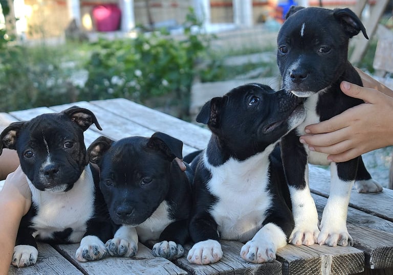 cuccioli grecalestaffs staffordshire bull terrier con pedigree Enci allevamento Sicilia Italia
