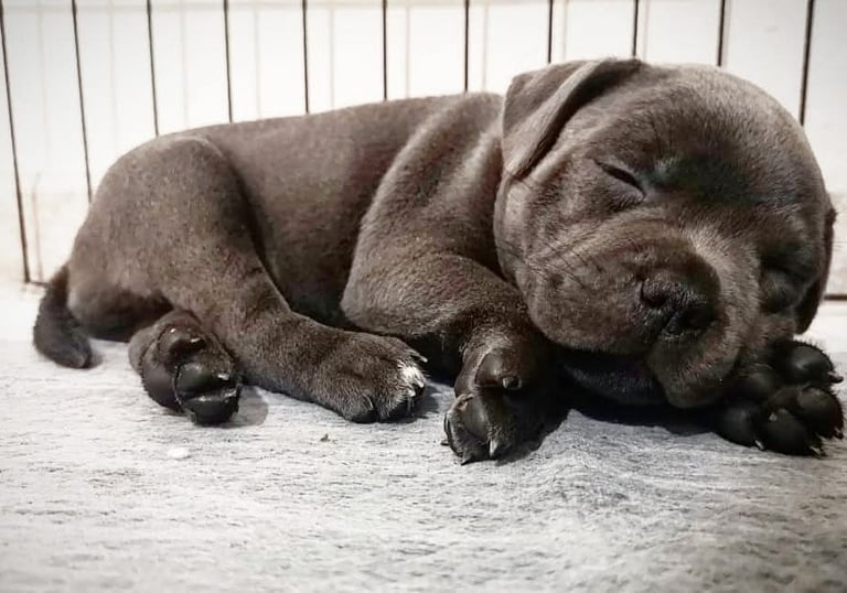 cuccioli grecalestaffs staffordshire bull terrier con pedigree Enci allevamento Sicilia Italia