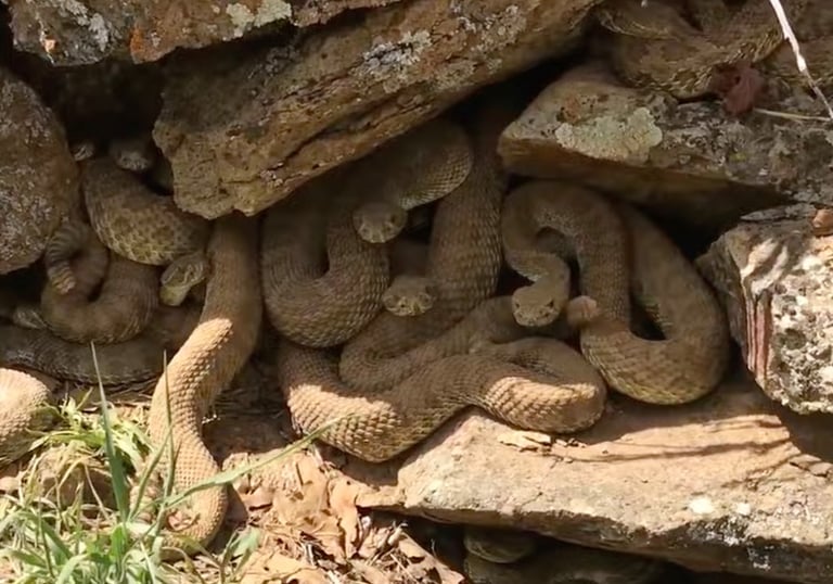 Dozens of rattlesnakes in a rock crevice