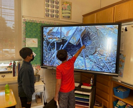 Two elementary age kids watching the the RattleCam livestream on a large TV