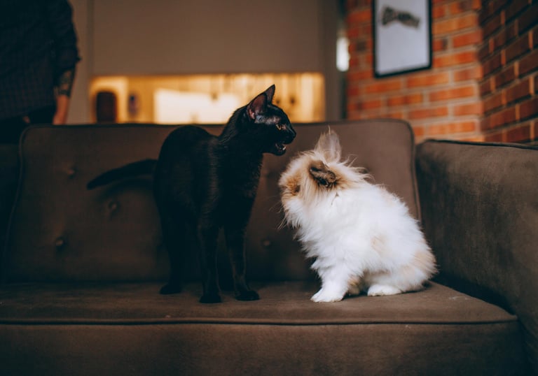 In home pet sitting, cat and bunny on couch