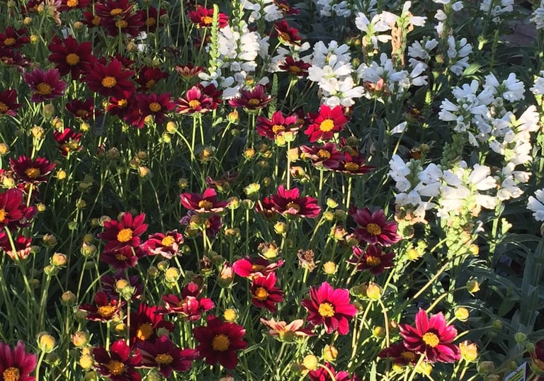 Native Coreopsis wildflowers blooming in a pollinator garden at Wildland Gardens