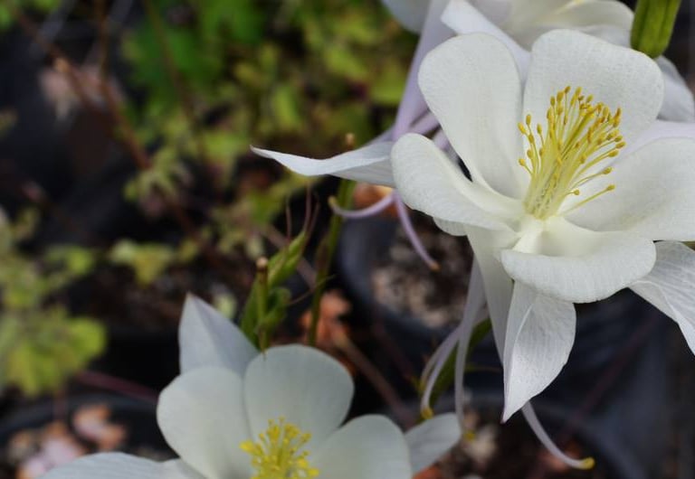Rocky Mountain Columbine, a native Utah wildflower with white petals and yellow centers blooming.