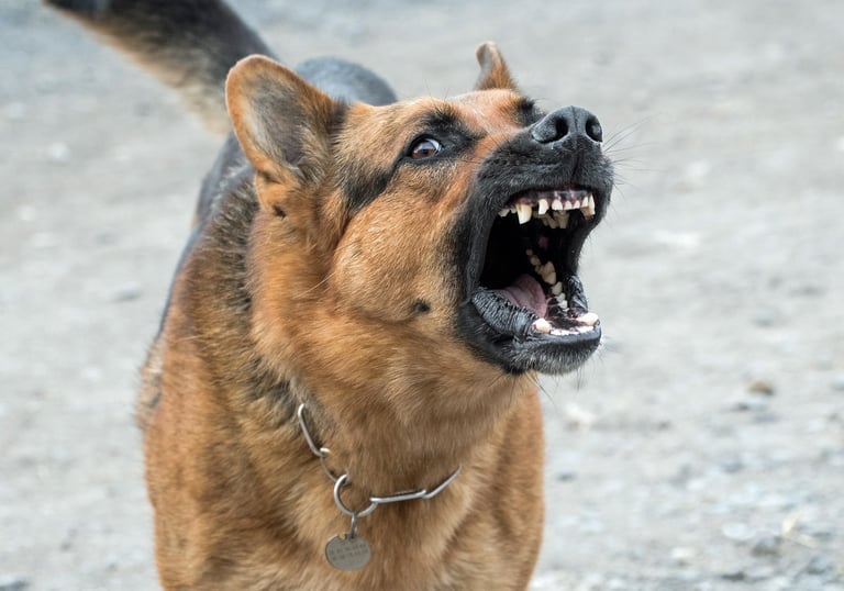 Chien agressif