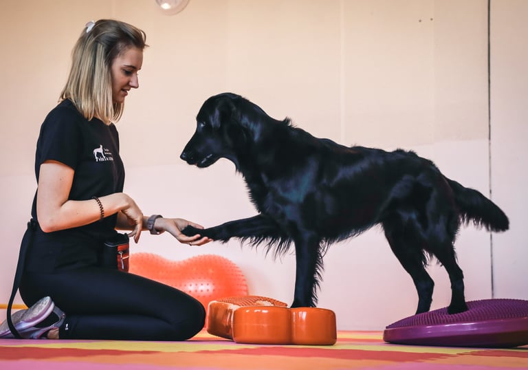 Šuo atlieka balanso pratimus ir stiprina savo raumenis