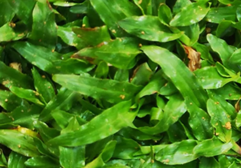 A close-up of a perfectly manicured Pearl Grass lawn, highlighting its fine texture 16 * 9
