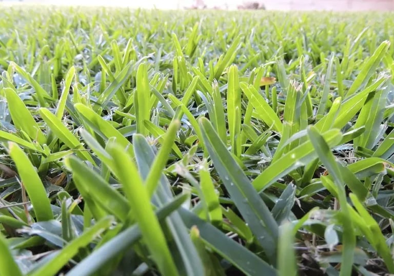 A durable, drought-tolerant Buffalo Grass lawn 16 * 9