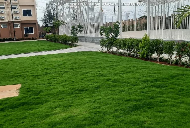 A lush vibrant mexican grass lawn at golden amoon resort by FM Landscaping 16 * 9